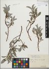 Foto von Salix glabra Scop.